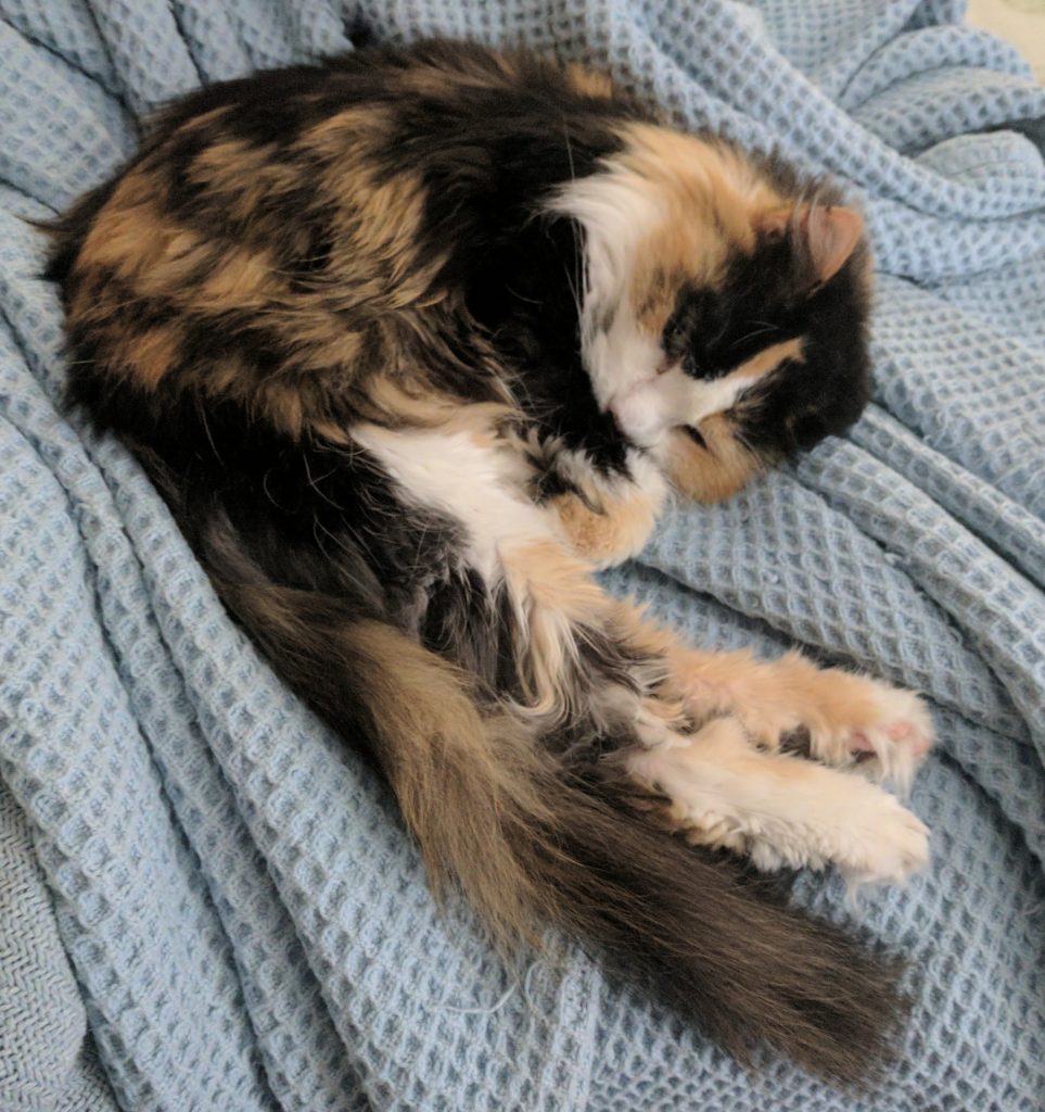 Mellie-cat on a blue blanket