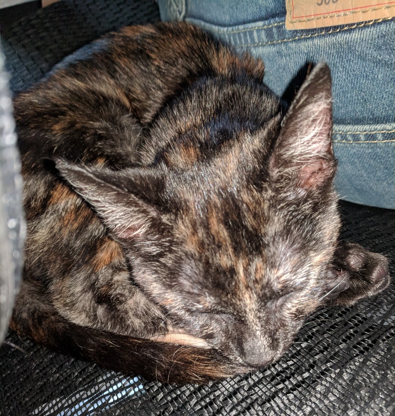 Hecate the tortoiseshell asleep, facing the camera, and curled up behind me in my chair.